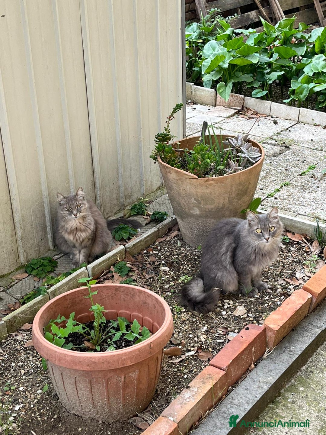 Norvegese gatti in regalo: Norvegesi delle Foreste in adozione - Annuncio 9