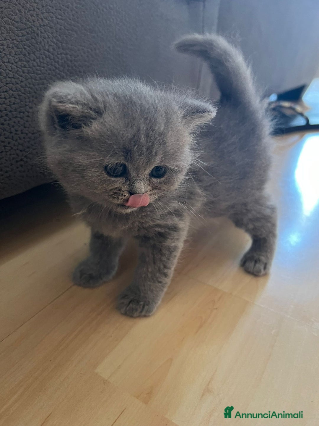 British gatti in vendita: British Short Hair and Scottish fold  a Provincia di Verona - Immagine 2