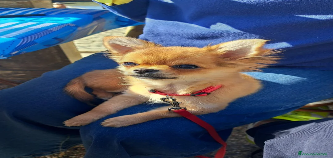 Immagine della galleria {{count}}