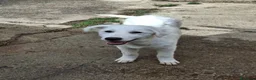 Meticcio cani in regalo: PROVOLA 🩷 È ANCORA LI', E ASPETTA... a Provincia di Macerata - Annuncio 4