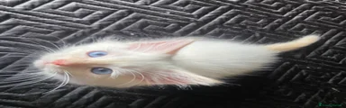 Siberiano Gattino 2