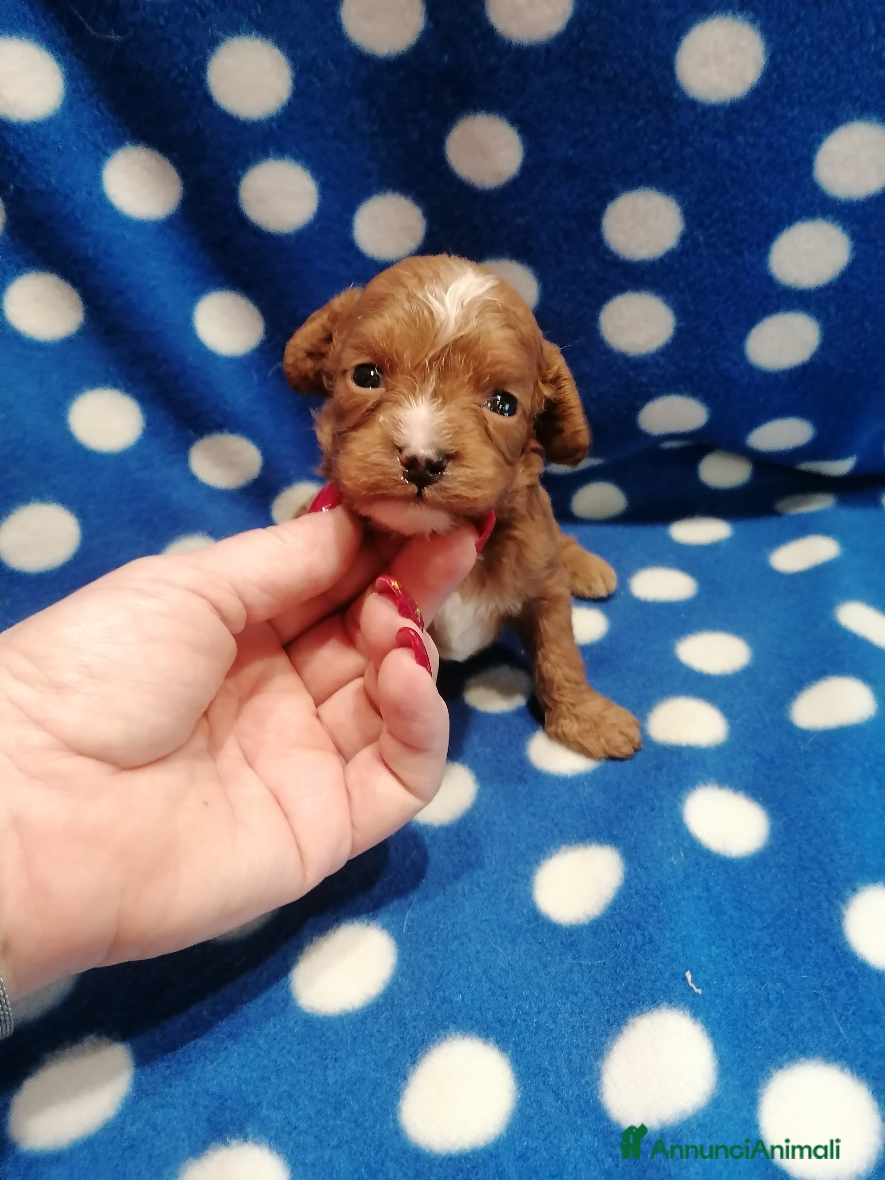 Meticcio cani Cavapoo cuccioli - Annuncio 2