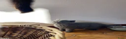 British gatti in vendita: adorabile e meraviglioso gattini  - Annuncio 17