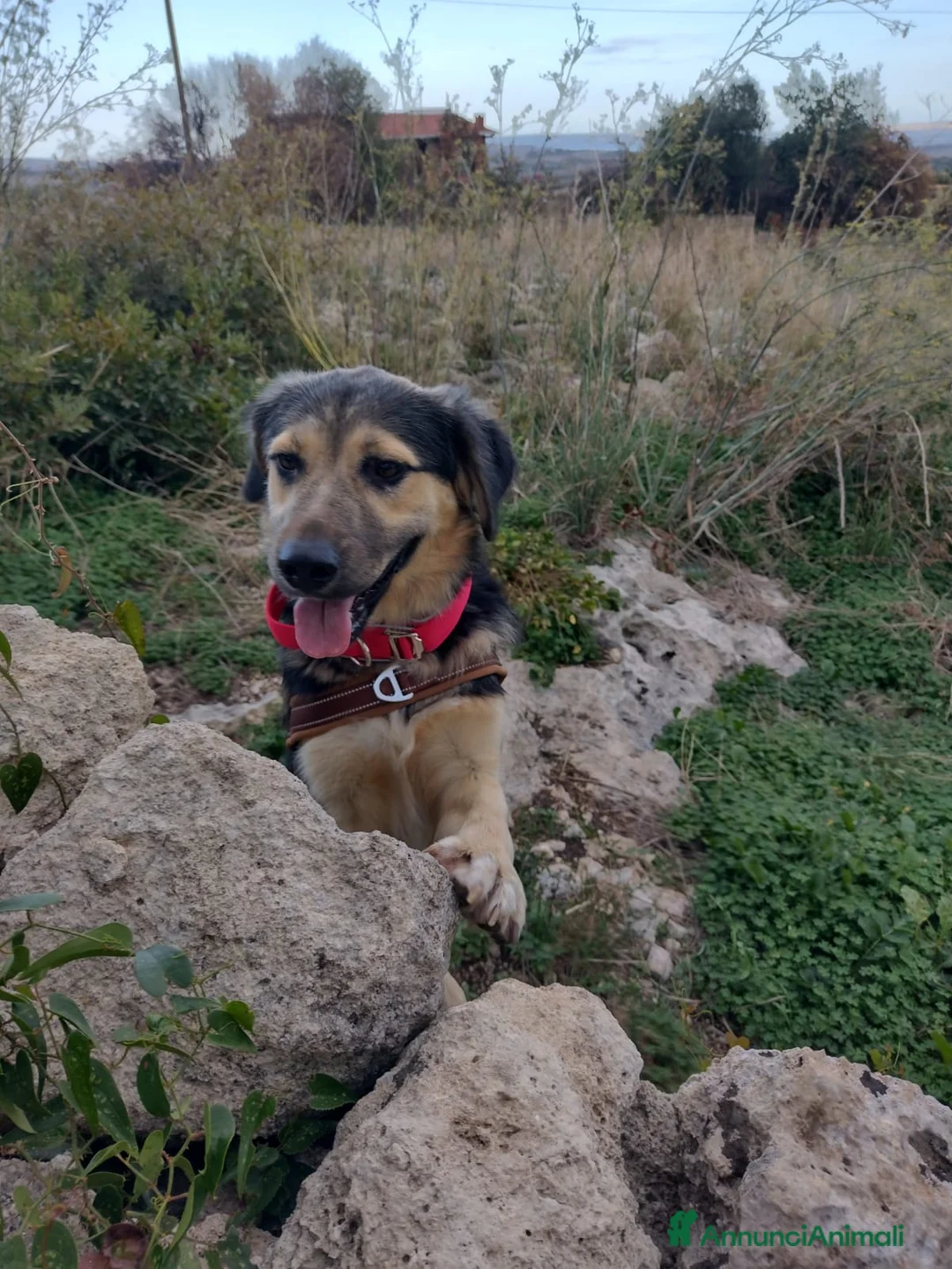 Meticcio cani in regalo: Splendido Simil Pastore di 8 mesi (Catania) - Annuncio 6
