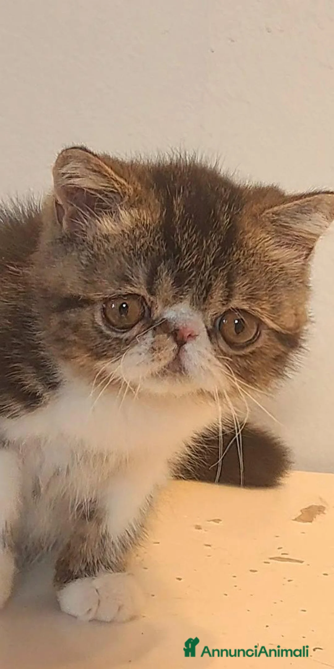 Exotic Shorthair gatti in vendita: Bellissimo cucciolo exotic - Annuncio 2