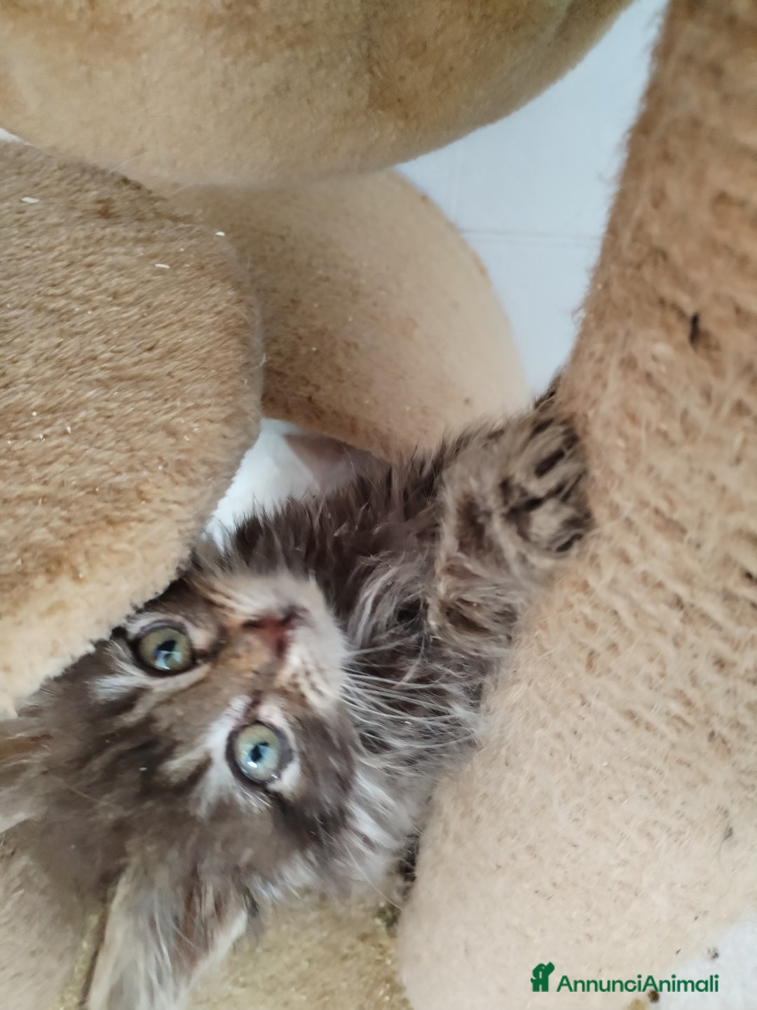 Maine Coon gatti in vendita: Maine coon  - Annuncio 1