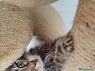 Maine Coon gatti Maine coon - Annuncio 3