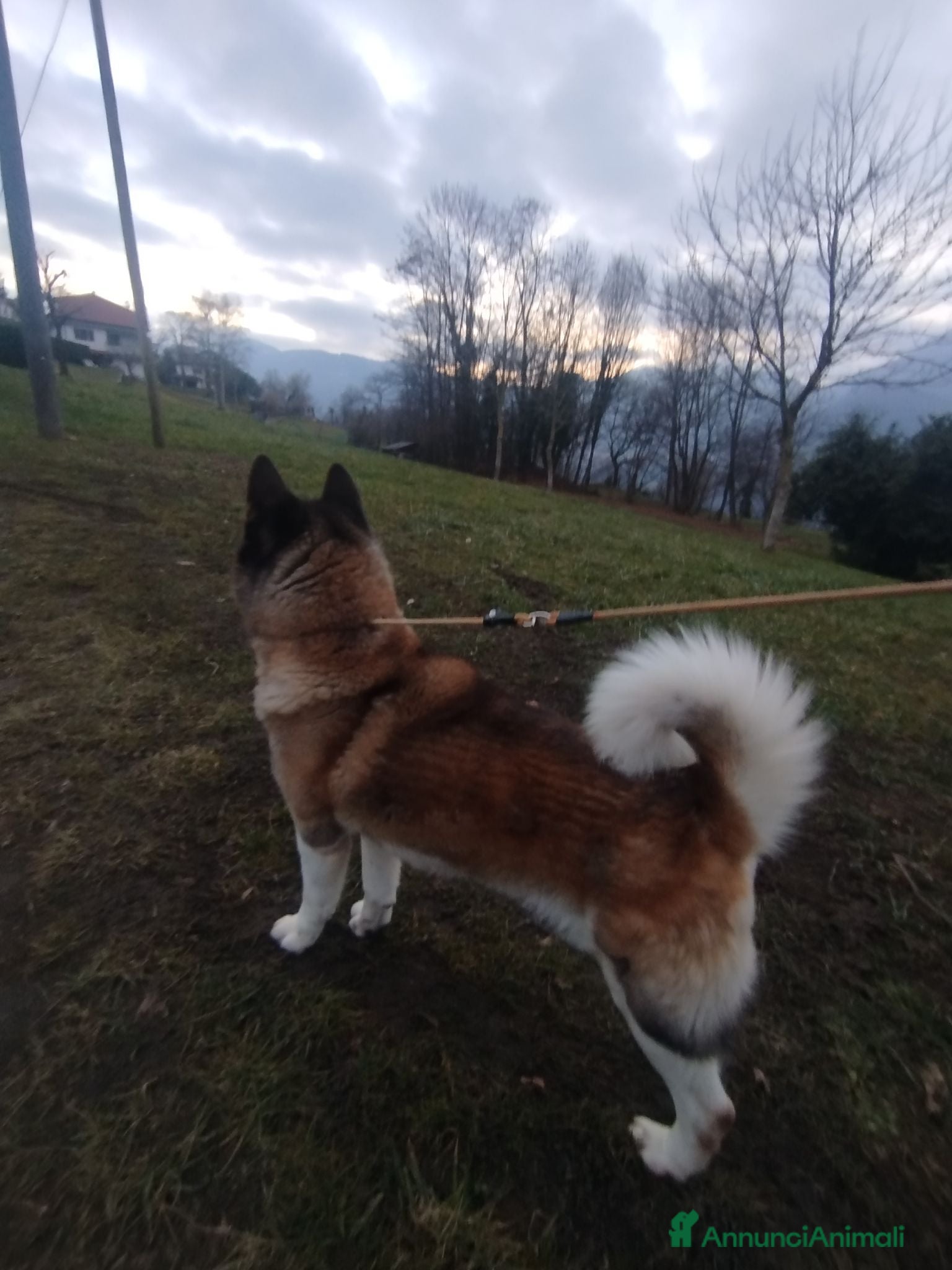 Akita Americano cani Akita Americano - Annuncio 18