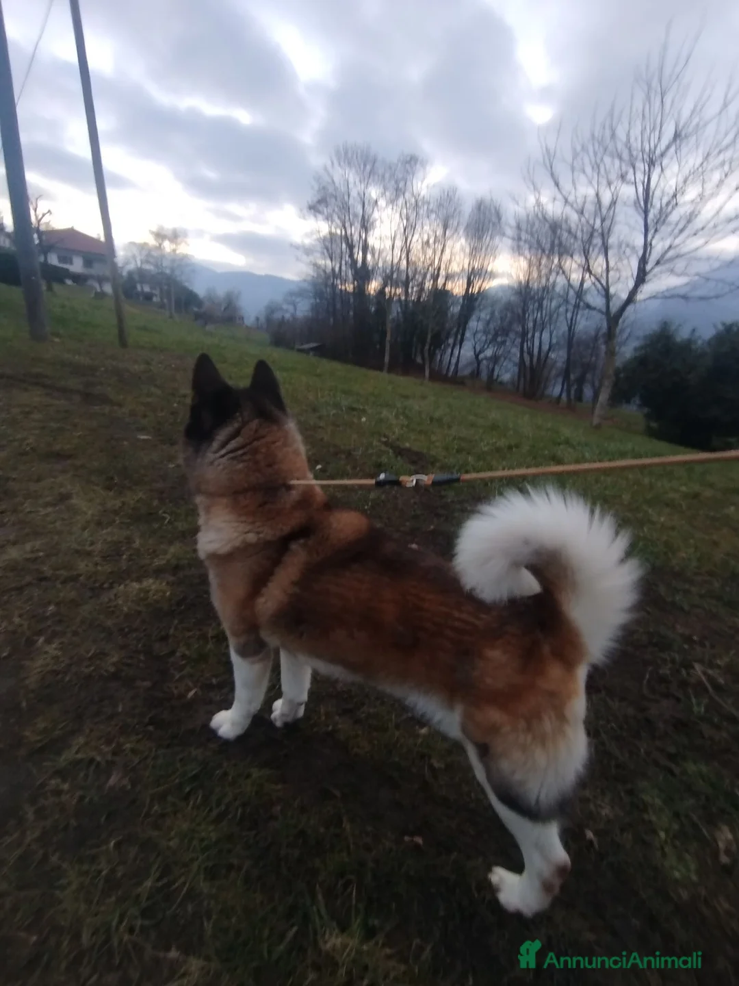 Akita Americano cani in regalo: Akita Americano - Annuncio 1