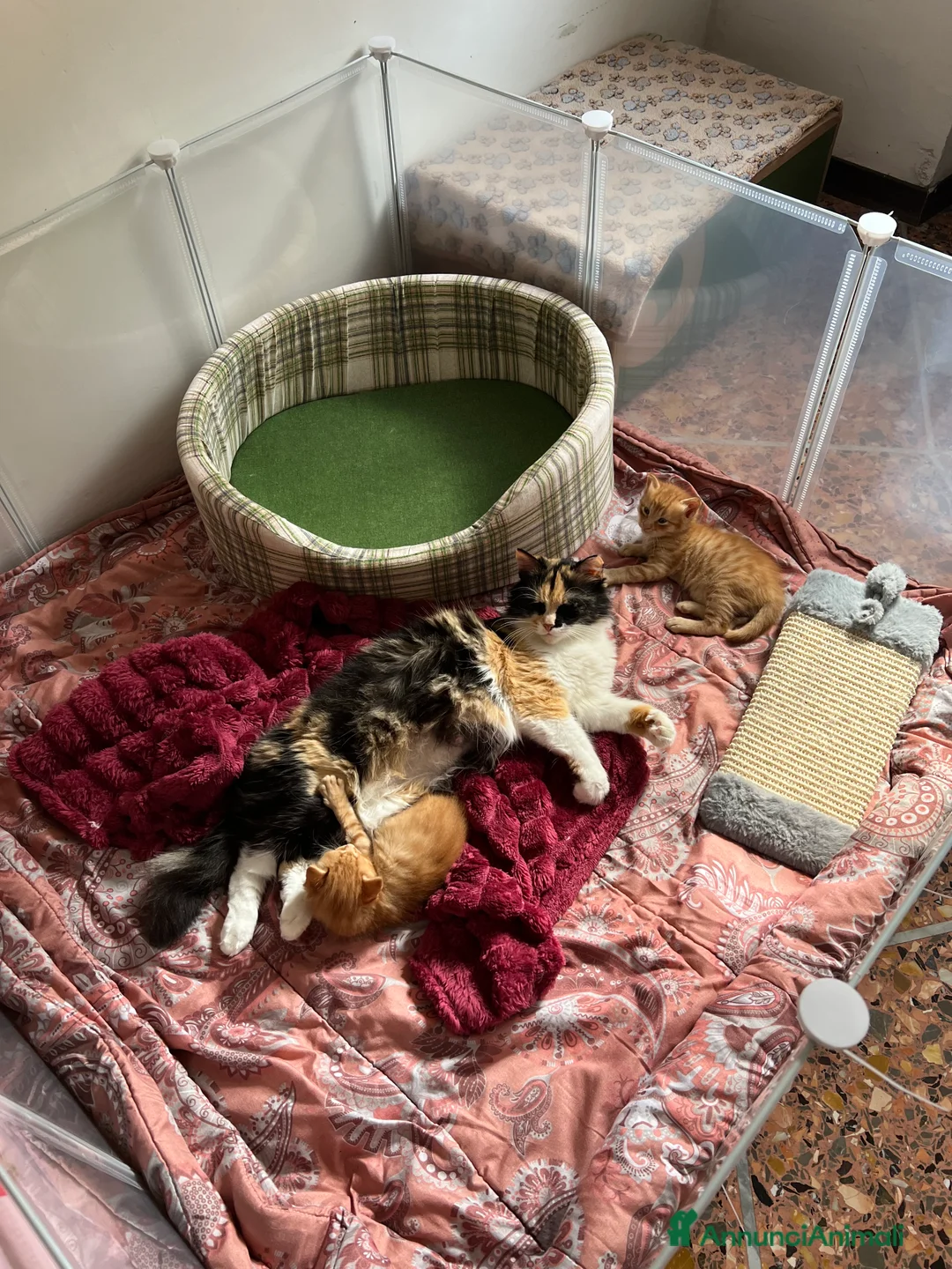 Meticcio gatti in vendita: 🧡 ARES & EROS cercano casa..ma solo insieme 🧡 - Annuncio 2