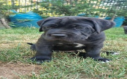 Cane Corso cani in vendita: Cuccioli cane corso a Provincia di Verona - Immagine 6