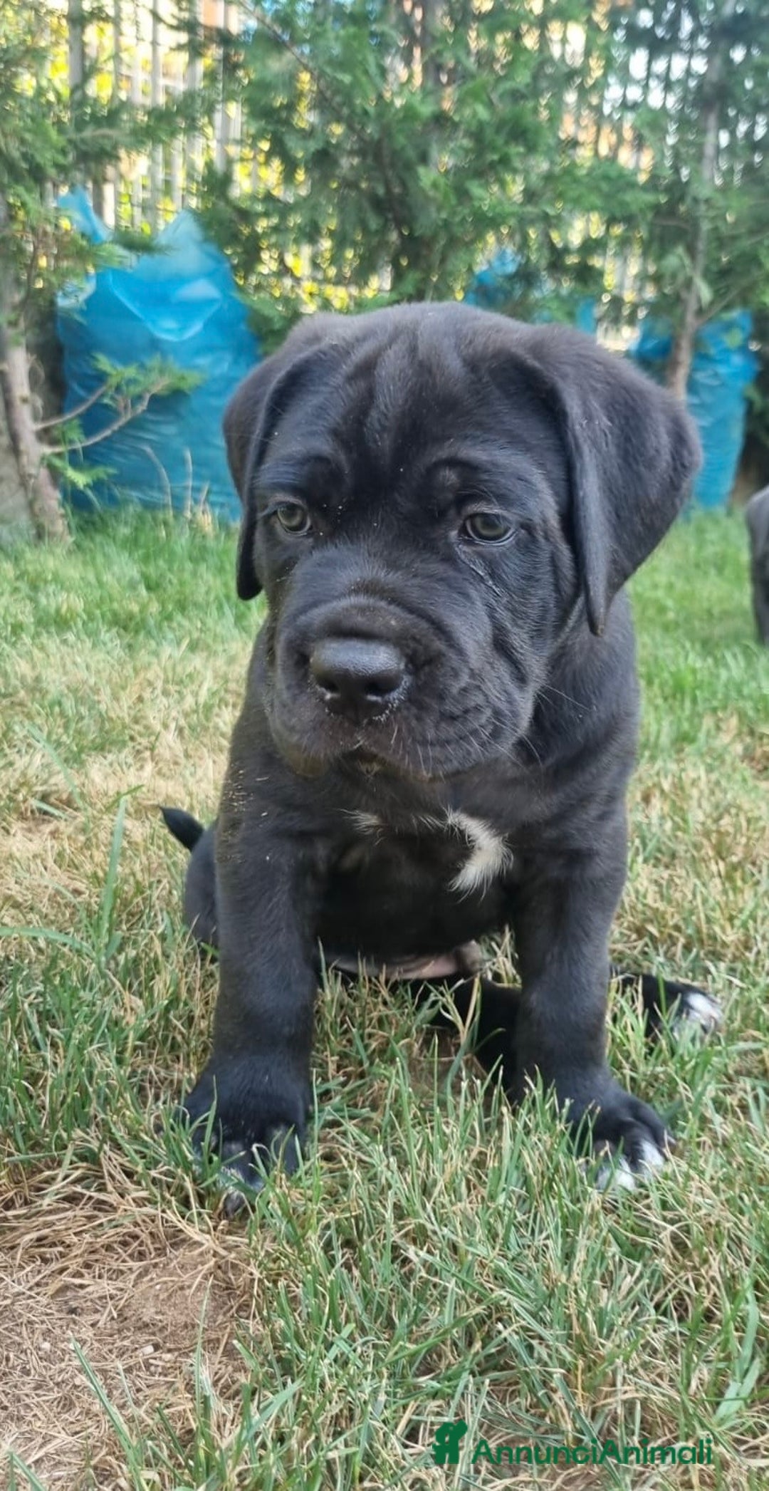 Cane Corso cani in vendita: Cuccioli cane corso a Provincia di Verona - Immagine 6