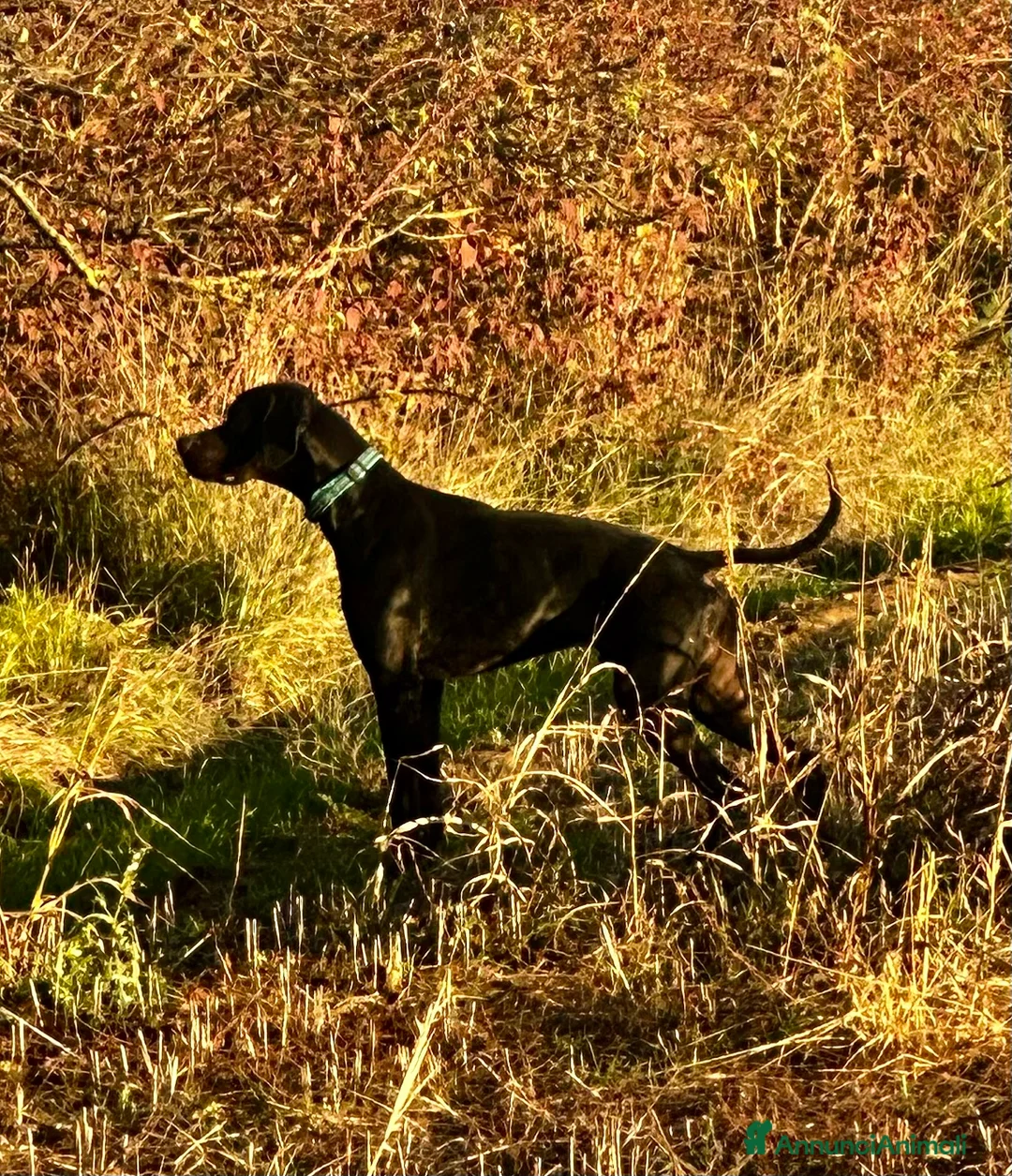 Pointer cani in regalo: Regalo pointer nero  - Annuncio 2