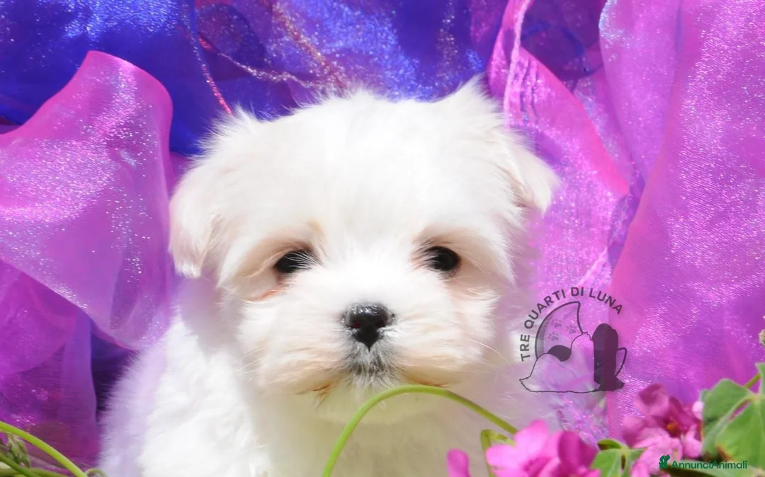 Maltese cani in vendita: Maltese Mini Toy Allevamento Master ENCI - Annuncio 1