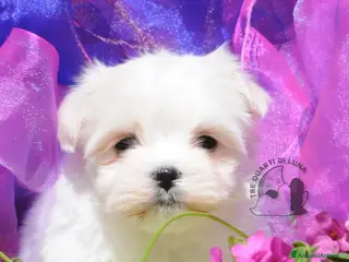 Maltese cani Maltese Mini Toy Allevamento Master ENCI - Annuncio 6