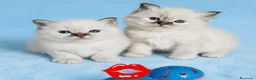 Sacro di Birmania gatti in vendita: Gattini Sacro di Birmania  a Città Metropolitana di Bari - Annuncio 1