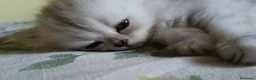 Persiano gatti in vendita: Persiano chinchilla silver doll face  - Annuncio 4