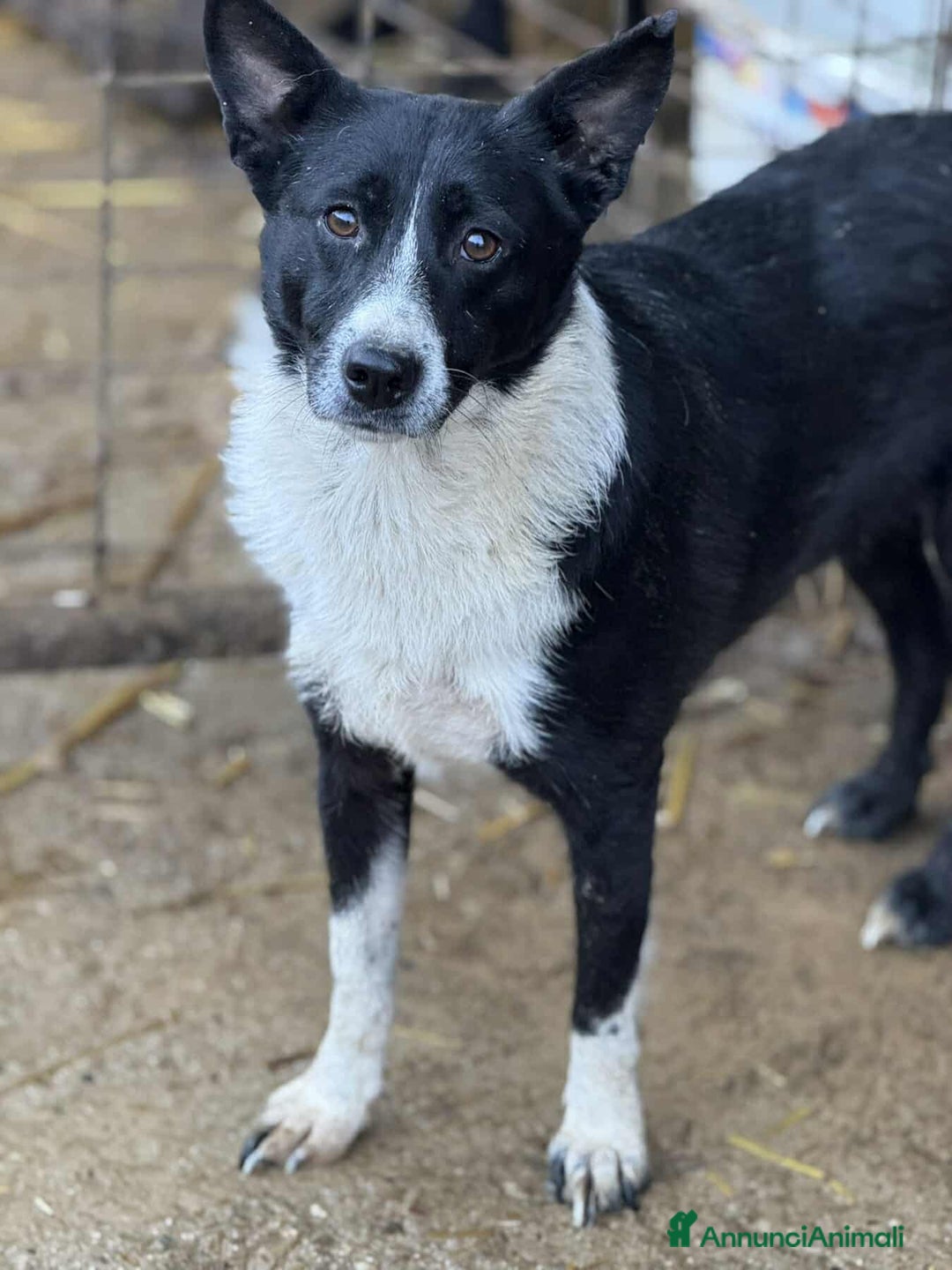 Meticcio cani in regalo: TESSA, bellissima coccolona in canile! - Annuncio 7