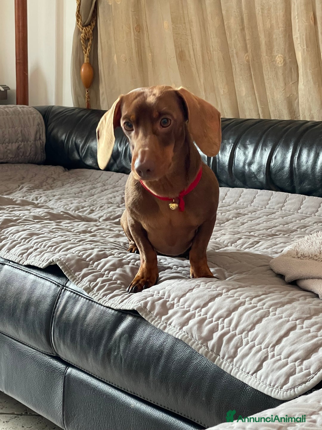 Bassotto cani per accoppiamento: Accoppiamento  - Annuncio 6