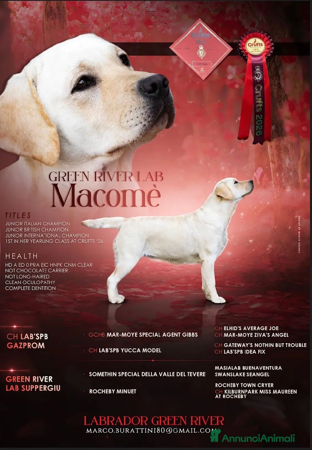 Labrador cani in vendita: cuccioli di labrador  a Provincia di Perugia - Annuncio 2