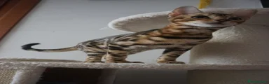 Bengala 2