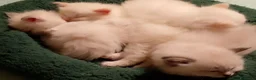 Siberiano gatti in vendita: Cuccioli di Siberiano Neva Masquerade  a Provincia di Macerata - Annuncio 14