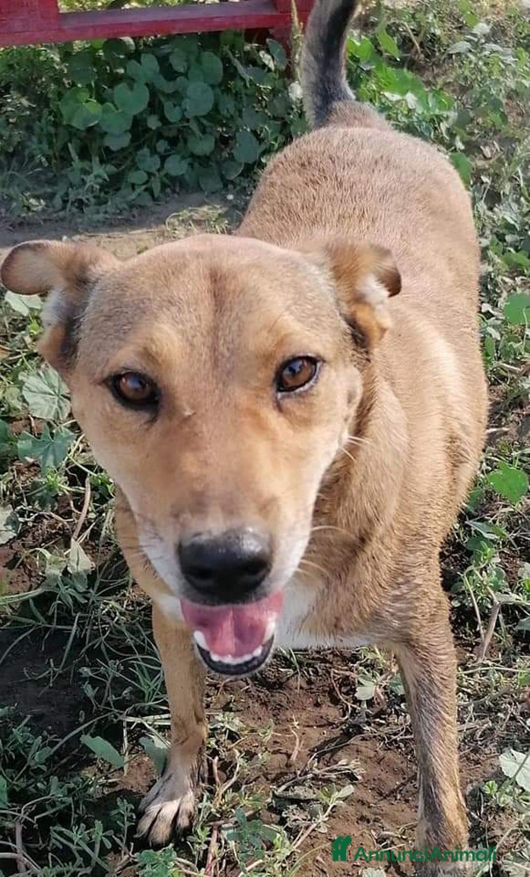 Meticcio cani in regalo: BRUNO 5anni ne ha passate tante ..SOS NAPOLI a Città metropolitana di Milano - Annuncio 3