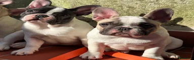 Bulldog Francese 3