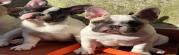 Bulldog Francese cani in vendita: Femmine di bouledogue francese - Annuncio 3