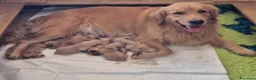 Golden Retriever cani in vendita: Allevamento professionale  cucciolata inglese - Annuncio 5