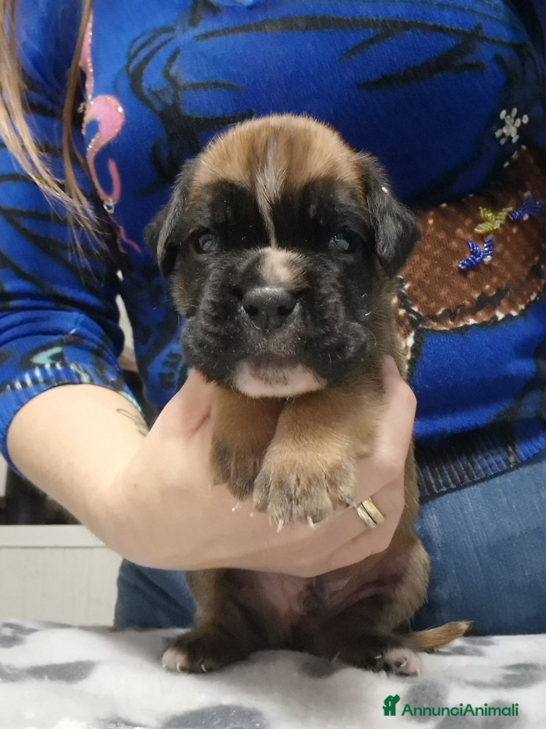 Boxer cani in vendita: Boxer cuccioli con pedigree - Annuncio 3