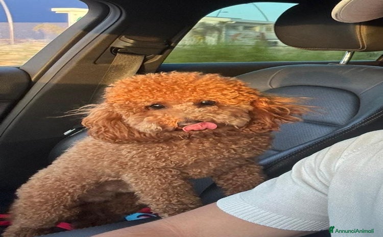 Barboncino Toy cani a Provincia di Taranto - Annuncio 4