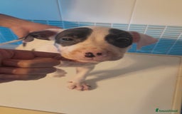 Pitbull cani in vendita: CUCCIOLI DI PITBULL a Provincia di Viterbo - Immagine 15