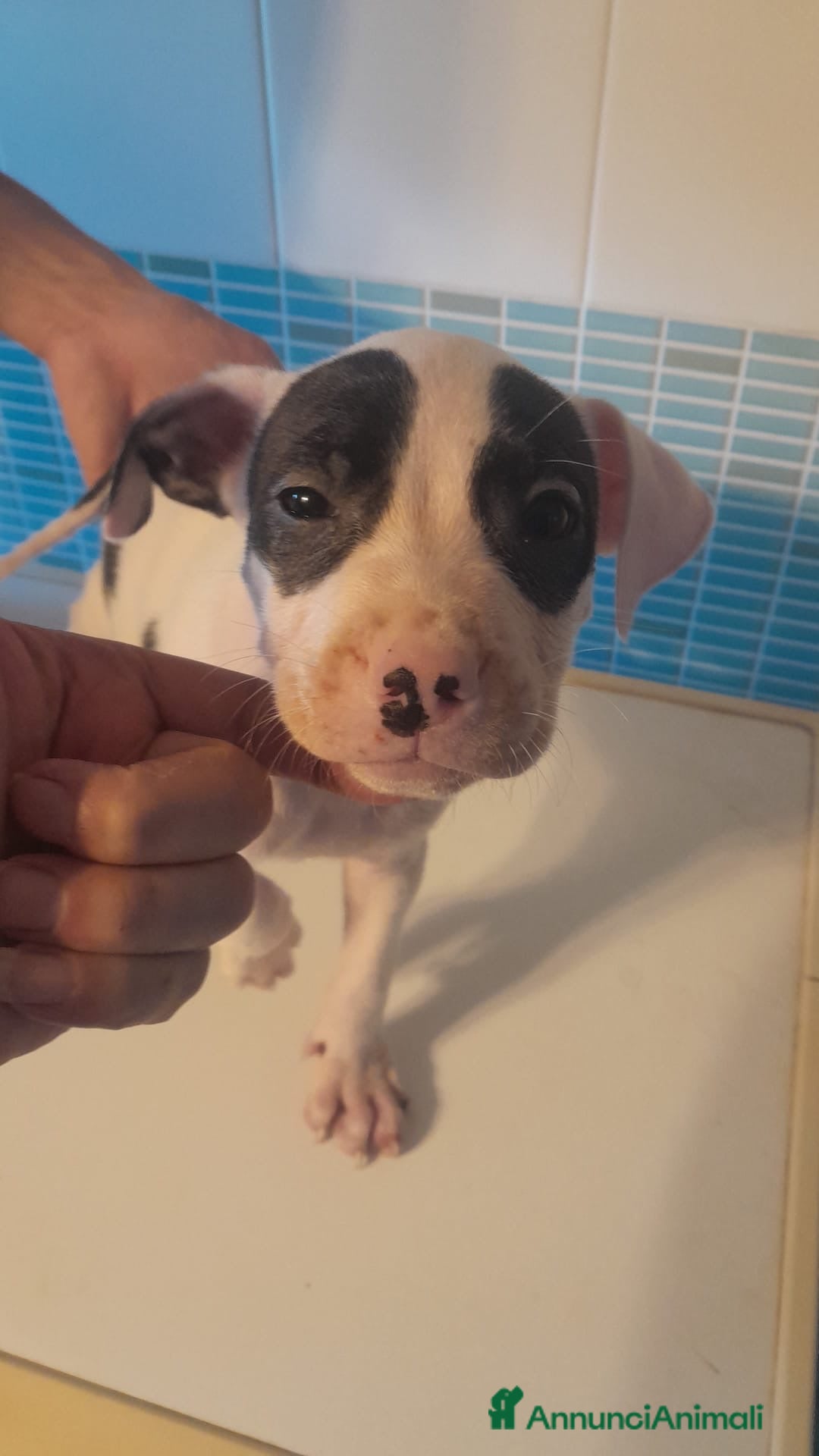Pitbull cani in vendita: CUCCIOLI DI PITBULL a Provincia di Viterbo - Immagine 15