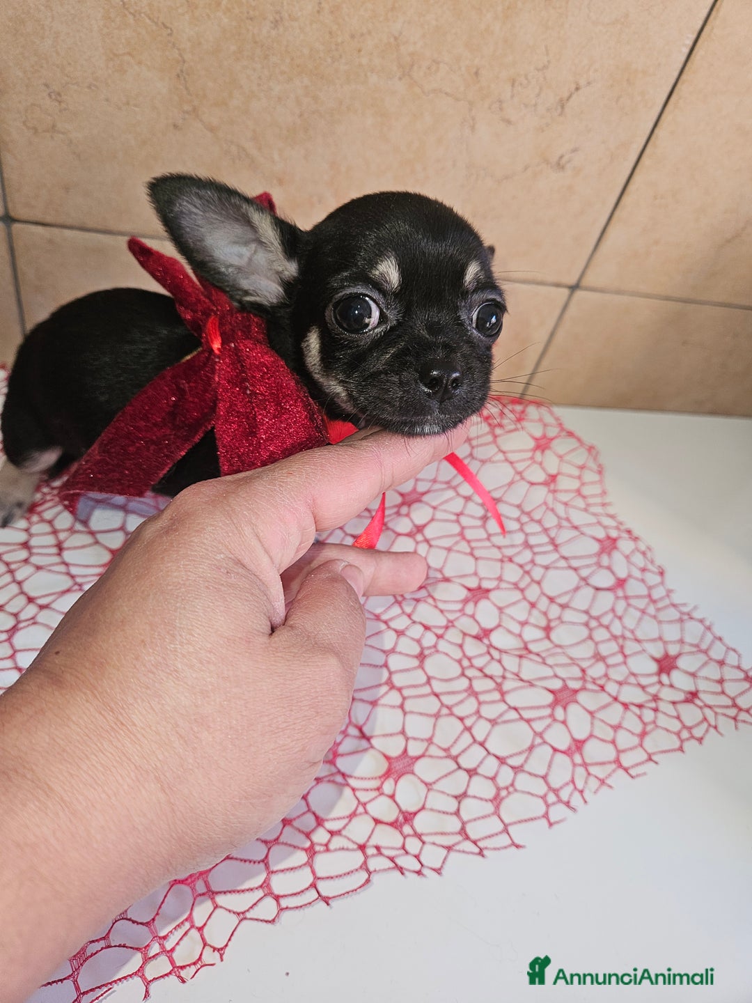 Chihuahua cani in vendita: Chihuahua toy maschera nera - Annuncio 6