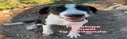 Meticcio cani in regalo: CUCCIOLI: URGENTE, TEMPO SCADUTO  a Provincia di Arezzo - Annuncio 10
