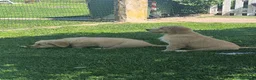 Golden Retriever cani in vendita: Golden retriever 90%linea americana pedigree ENCI  - Annuncio 23