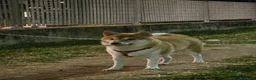 Shiba Inu cani in vendita: Vendo coppia Shiba Inu madre e figlia - Annuncio 9