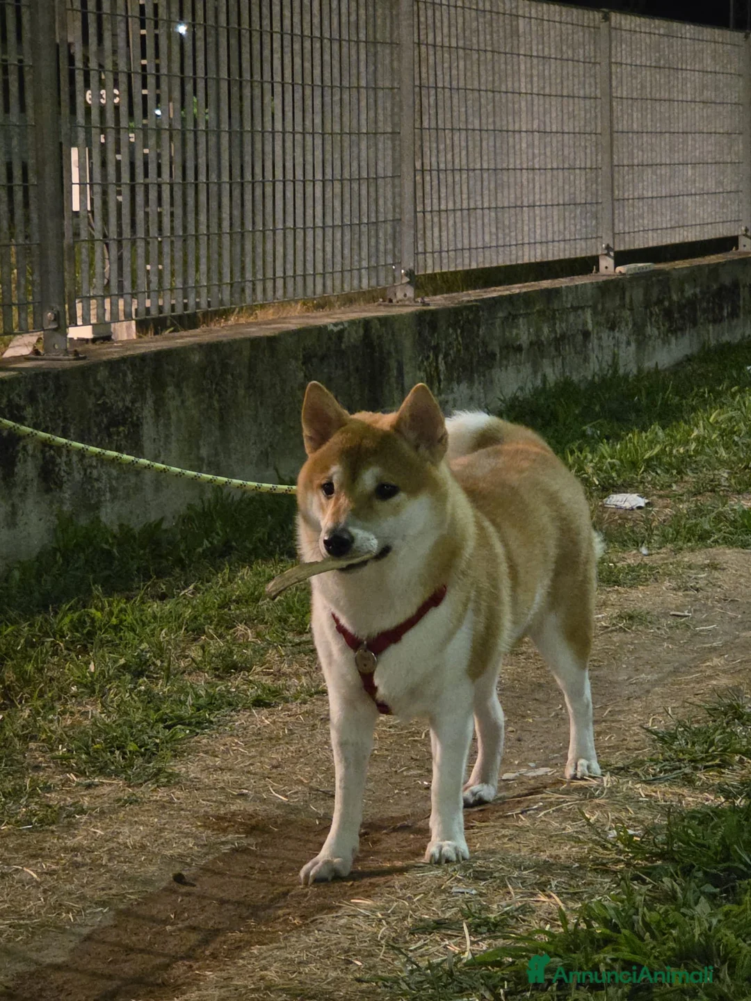Shiba Inu cani in vendita: Vendo coppia Shiba Inu madre e figlia - Annuncio 9