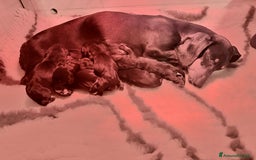 Bassotto cani in vendita: Cuccioli maschi bassotto  - Immagine 5