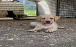 Labrador cani in vendita: Ultimi cuccioli di Labrador  a Provincia di Bergamo - Immagine 15