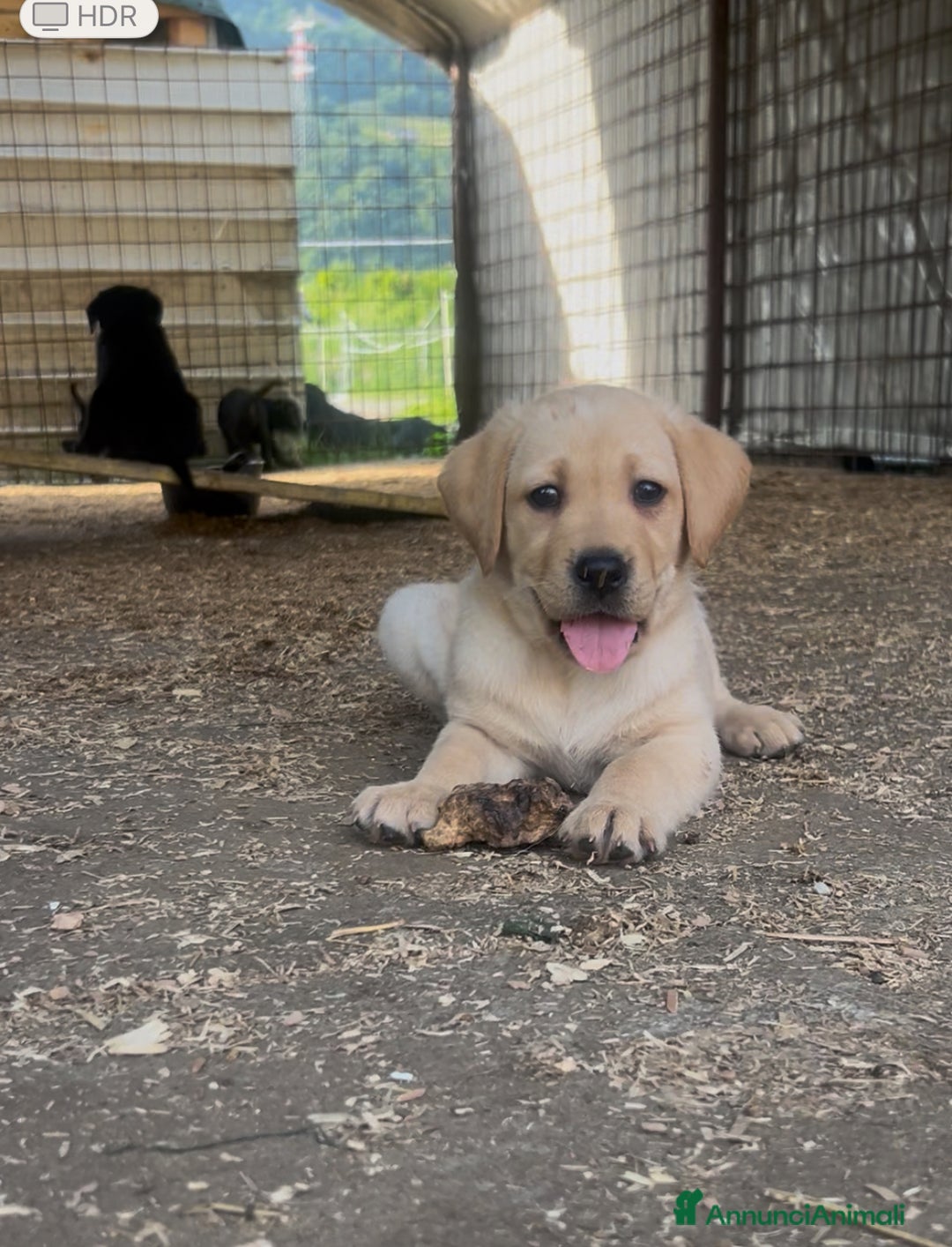 Labrador cani in vendita: Ultimi cuccioli di Labrador  a Provincia di Bergamo - Immagine 15