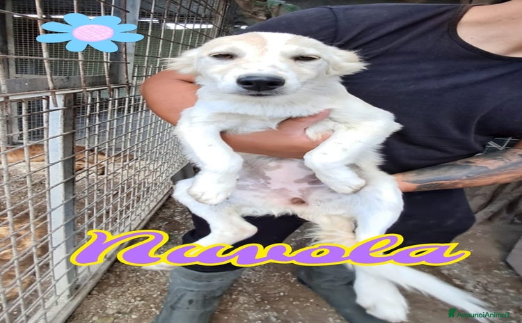 Meticcio cani a Provincia di Belluno - Annuncio 1