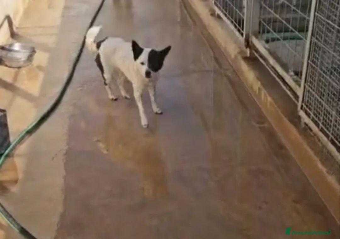 Meticcio cani in regalo: Pasqualina: 2 anni, taglia piccola. Socievole  - Annuncio 1