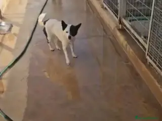 Meticcio cani Pasqualina: 2 anni, taglia piccola. Socievole - Annuncio 1