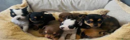 Chihuahua cani in vendita: piccoli chihuahua toy  - Annuncio 4