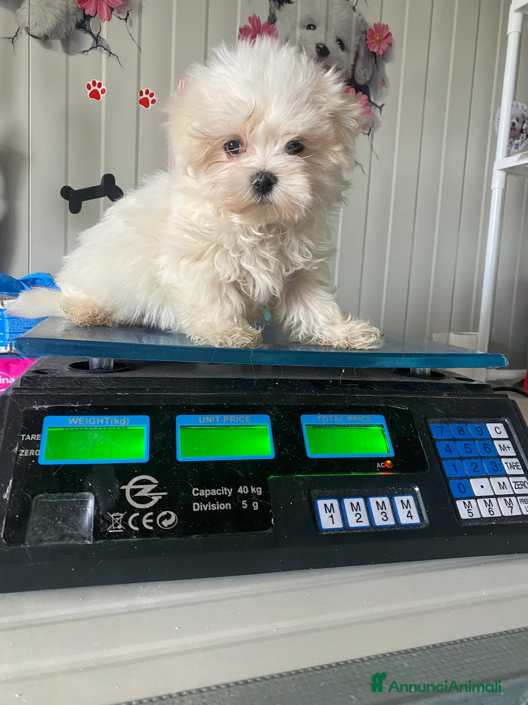 Maltese cani in vendita: Maltese toy - Annuncio 2