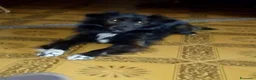 Meticcio cani in regalo: Cane Bubi - Annuncio 2