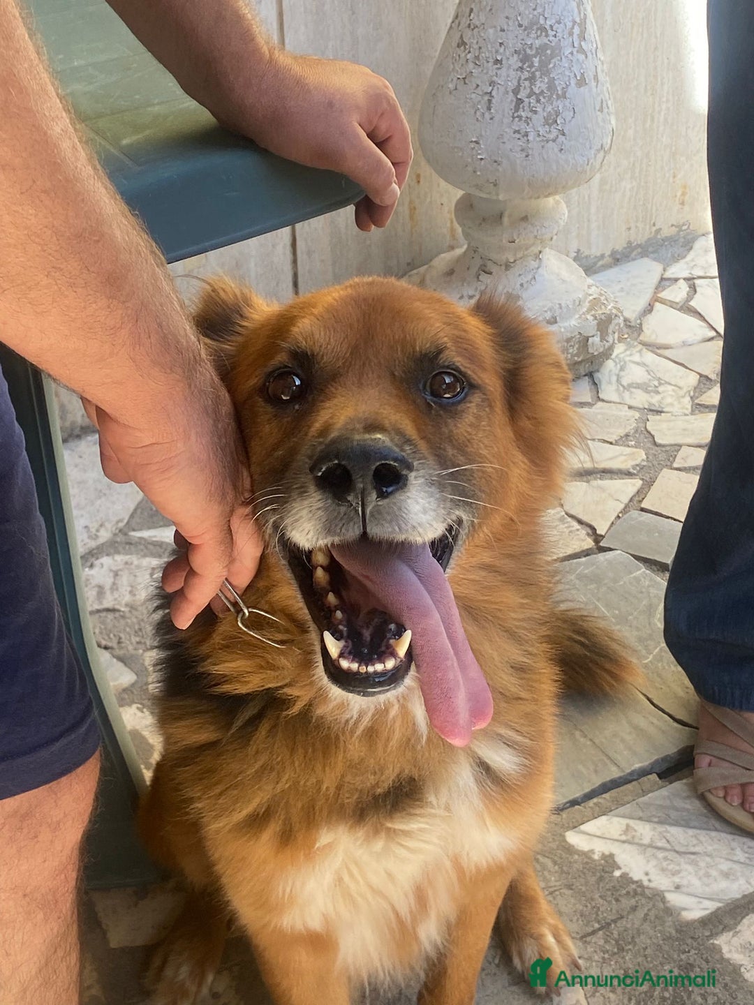 Meticcio cani in regalo: FULMINE 9 anni cerca adozione! - Annuncio 5