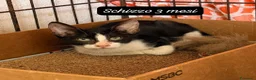 Europeo gatti in regalo: Gattini desiderosi di trovare famiglia  a Provincia di Prato - Annuncio 3